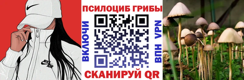 Купить где  Куровское  Галлюциногенные грибы Psilocybe 